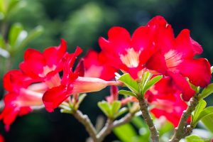 suanpho_18 suanpho_18